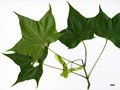 SpeciesSub: subsp. sinicum SpeciesSub: subsp. sinicum